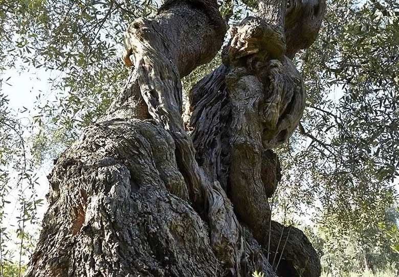 オリーブの古木